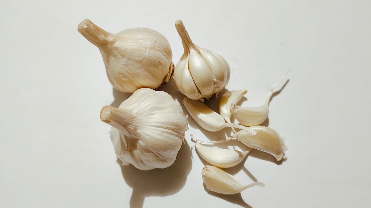 Parasiten von Haustieren – Risiko für Menschen